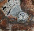 Colorful Petrified Wood Round - Madagascar #58813-3
